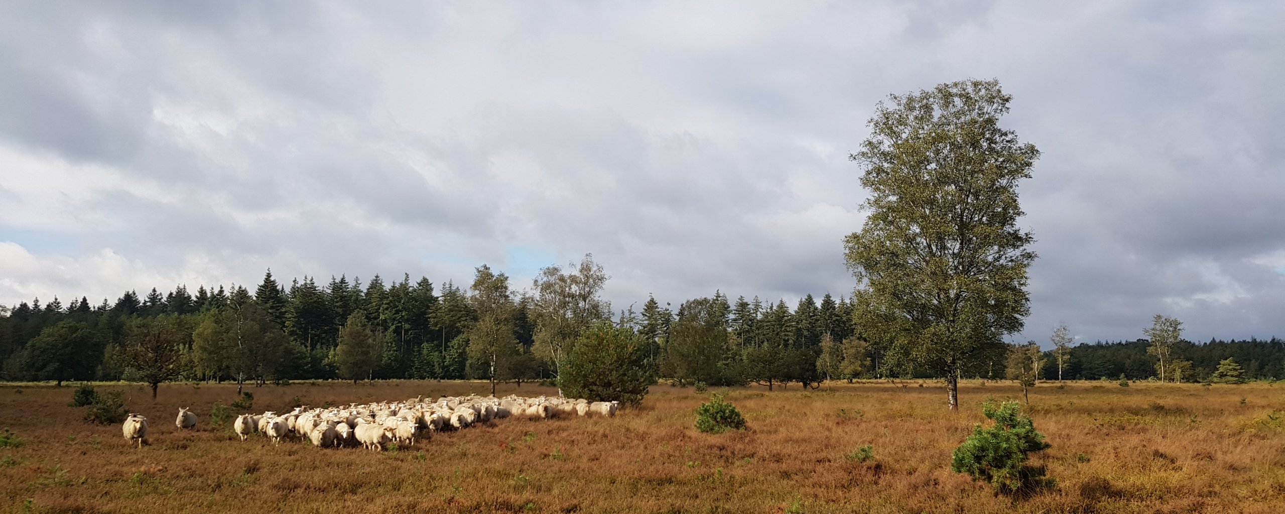 Laagveld Leenderbos