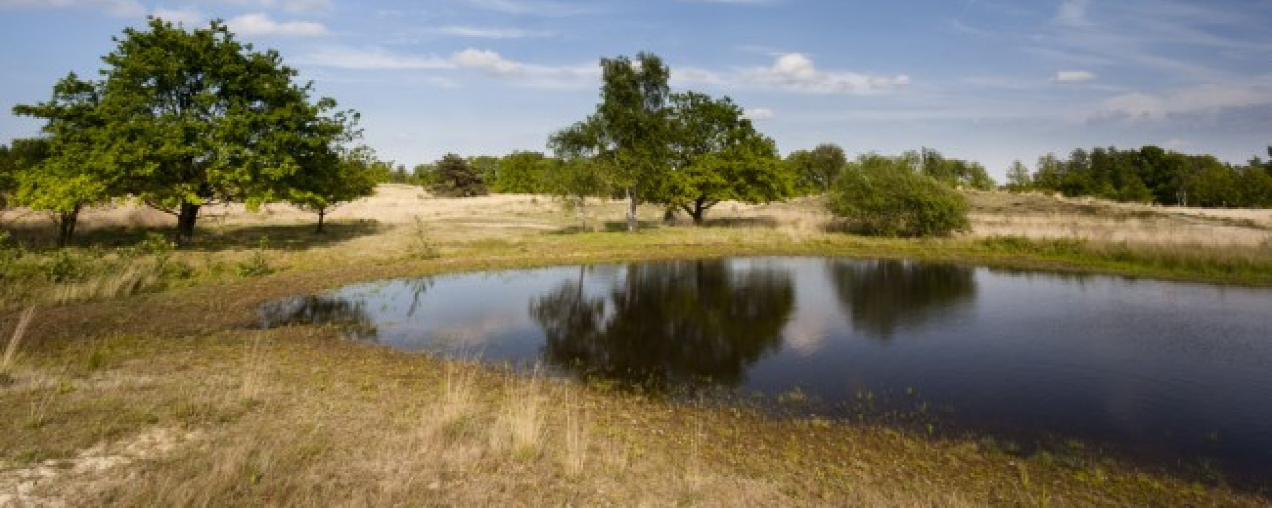 verdroging in de natuur
